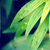 :iconelsiastar: