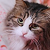 :iconelsiecat:
