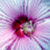 :iconeltsac: