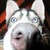 :iconelusiveenigma: