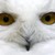 :iconelvenlorelady: