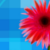 :iconelvensiege: