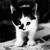 :iconelvenwarriorcat: