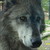 :iconelvenwolfprincess: