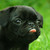 :iconelvis678: