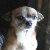 :iconelvisxcookie: