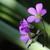 :iconelycianphotography: