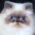 :iconelyngwen: