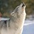 :iconelysianwolf: