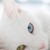 Elzar121 :iconelzar121: