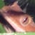 :iconemberamber: