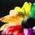 :iconembrace-the-magic13: