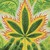 :iconembraceweed: