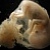 :iconembryo-spark: