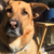 emceealphawolf :iconemceealphawolf: