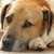 :iconemerald-beatle:
