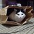 :iconemerald-owl: