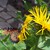 :iconemeraldbreeze2: