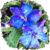 :iconemeraldskydragon: