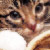 :iconemeraldtenshi:
