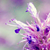 :iconemgallery: