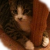 :iconemiello:
