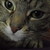 :iconemily-the-cat122:
