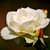:iconemilyelvis1996: