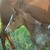 :iconemilyqld11: