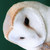 :iconemma-constance: