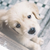 :iconemma59210: