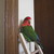 :iconemmaline-celeste: