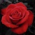 :iconemmalyne-rose:
