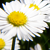 :iconemmasauntretouching: