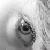 :iconemmpe: