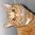 :iconemojellybean: