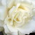 :iconemolover08: