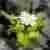 :iconemotional-x-deceit: