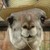 :iconemperorllama: