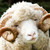 :iconempressofthesheep: