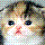 :iconen-cagnito:
