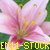 :iconen11-stock:
