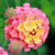 :iconenchanted-things:
