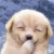 :iconenchanted13: