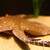 :iconenchantedanimals: