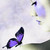 :iconenchantedwanderer: