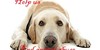 :iconend-animal-abuse: