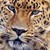 :iconendangered-designs: