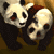 :iconendangeredark: