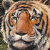 :iconendangerspeciesclub: